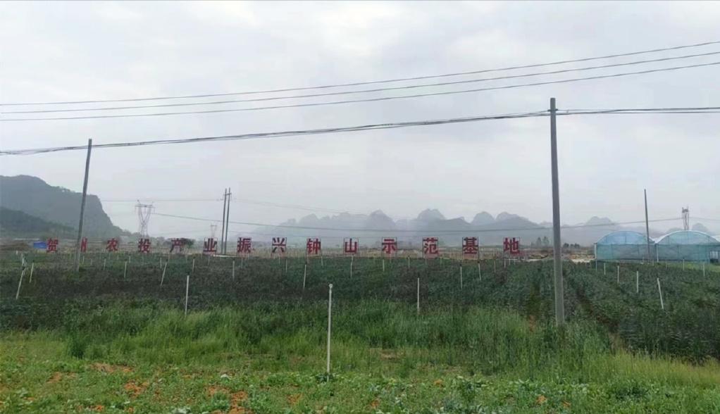 广西贺州：数字赋能“菜篮子”，书写产业“致富经”