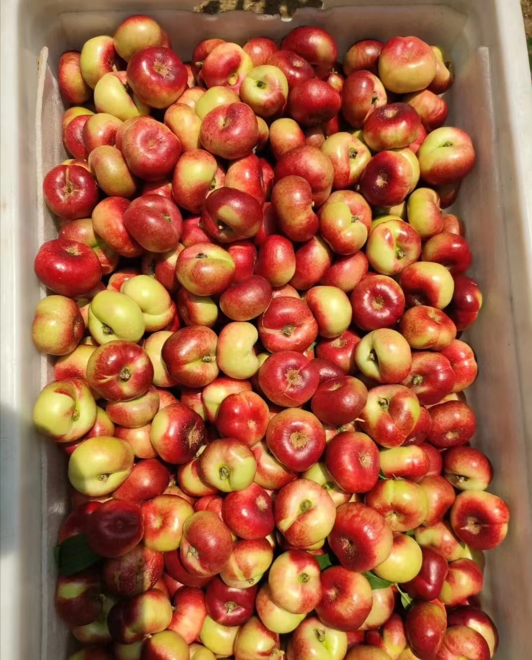 这款桃子的香气，水蜜桃都被比下去