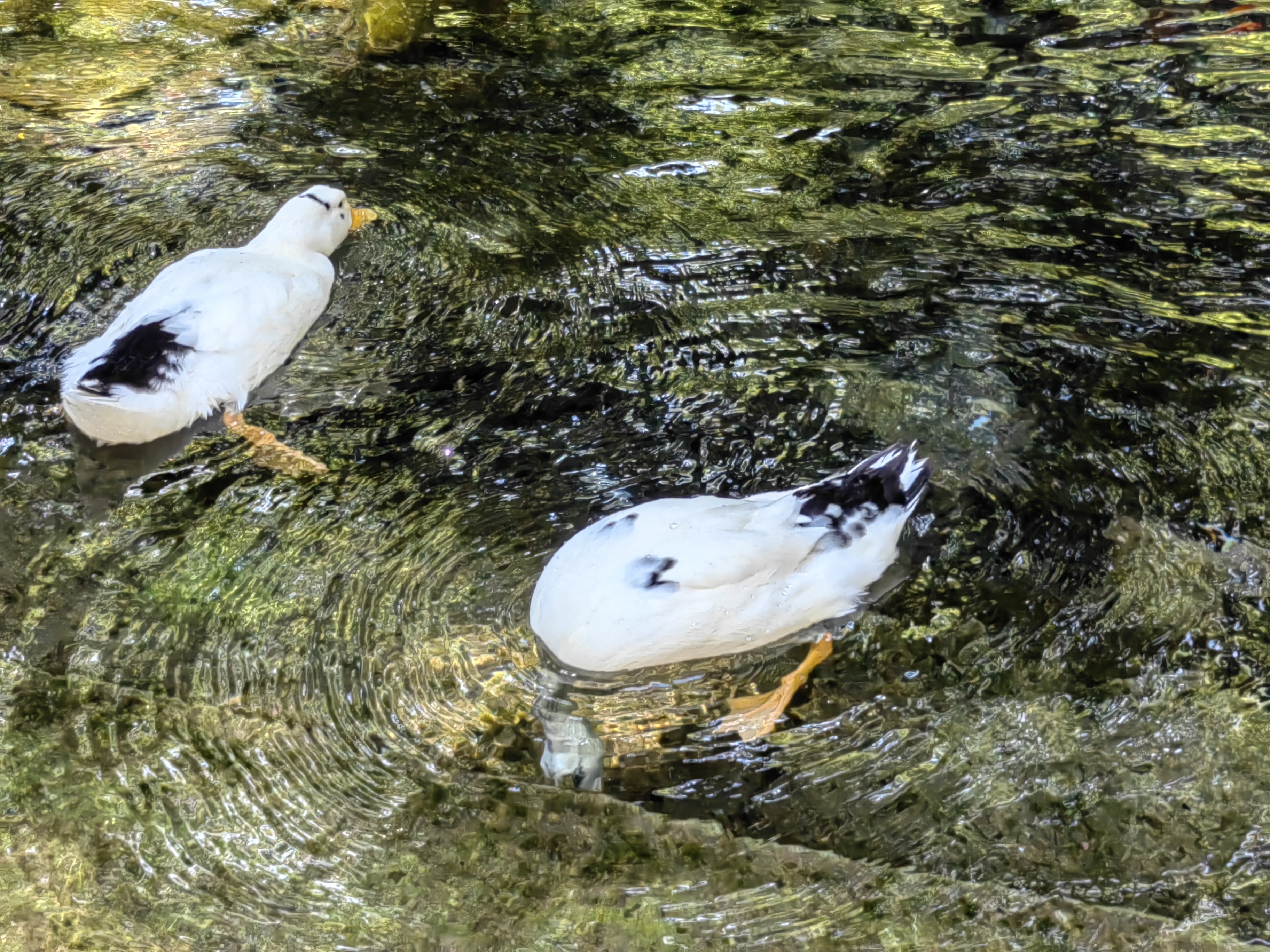 乌鲁木齐水磨沟公园旅游,水磨沟公园清泉禅寺