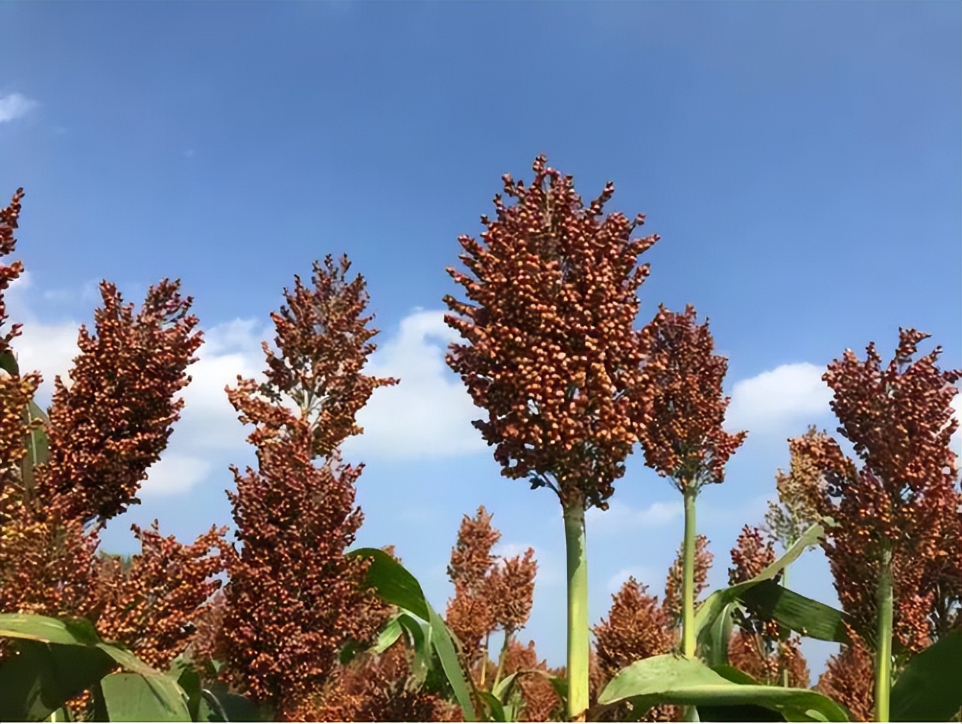 粗粮高粱米,五谷杂粮的高粱米是什么样的