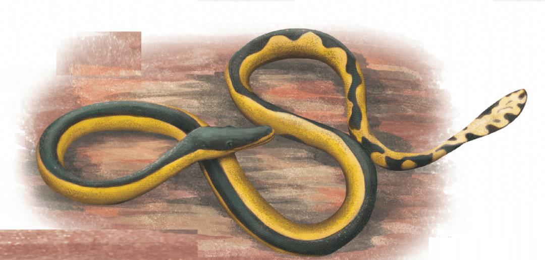 海蛇攻略,深海猎手视频