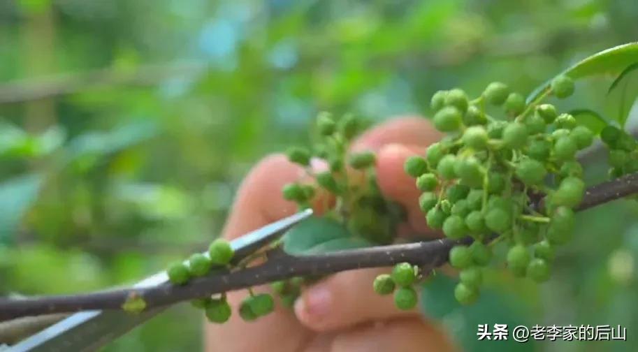 保鲜青花椒冷冻后怎么清洗干净,青花椒保鲜法
