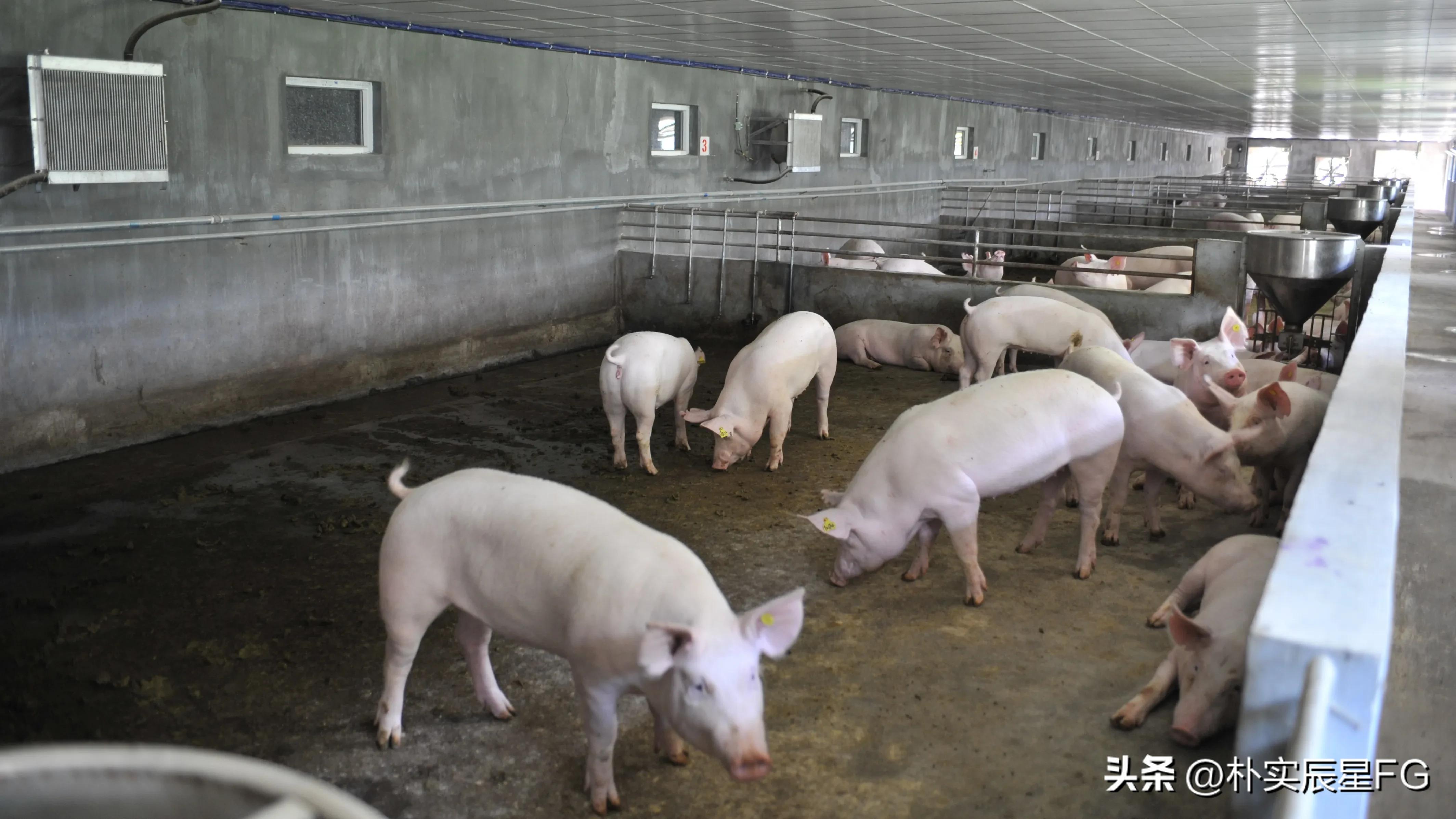 农村养猪现状与存在的问题,农村养猪行业的环境现状及展望