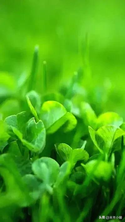 最美的手机壁纸大全,养眼养心的壁纸