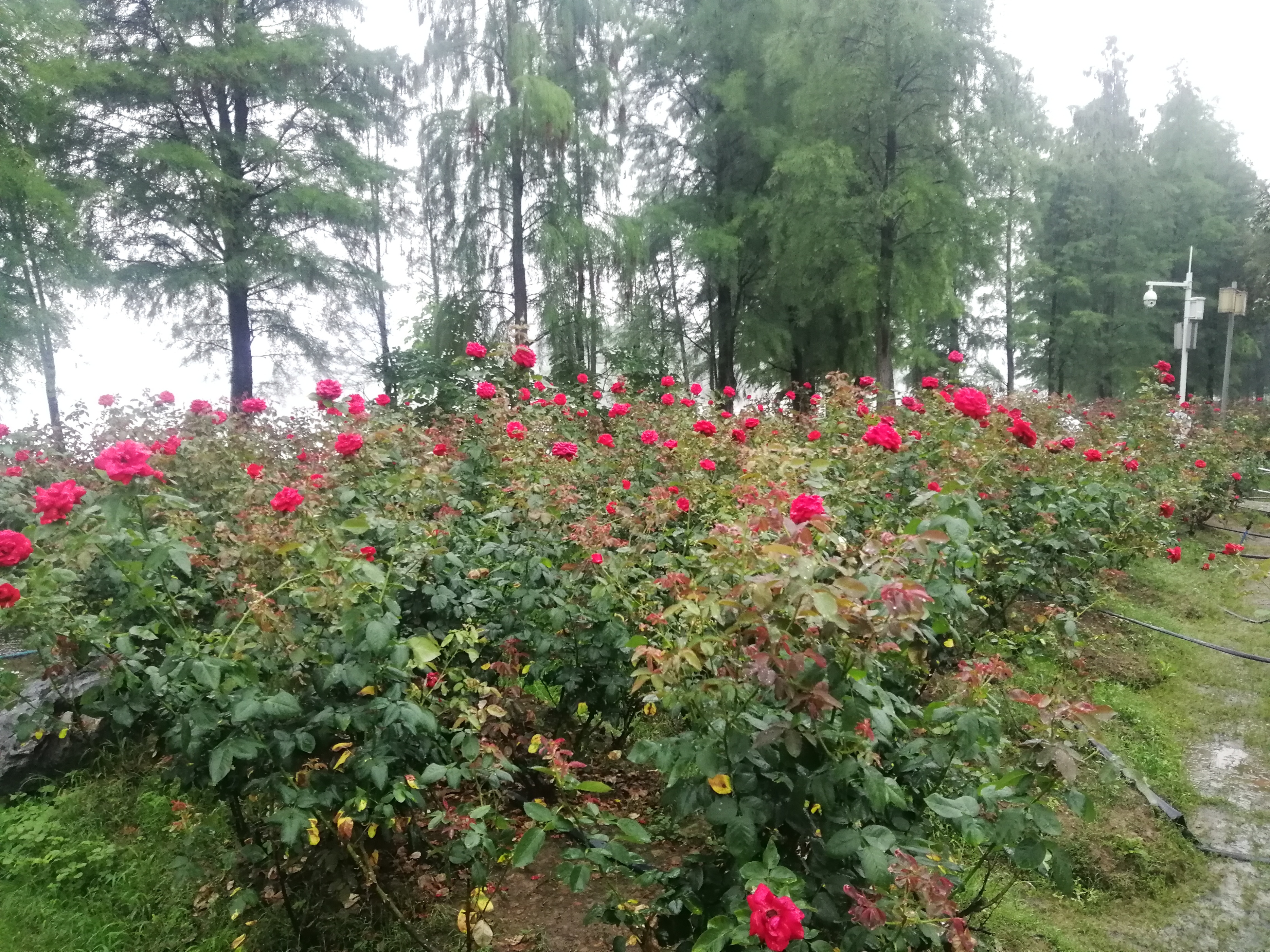 打卡广州地铁7号线,打卡广州最美7公里