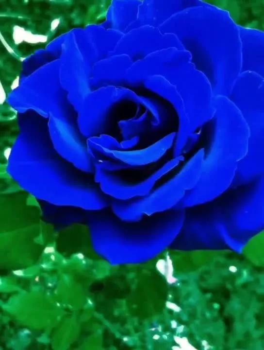 蓝色妖姬代表什么,蓝色妖姬于荣光版