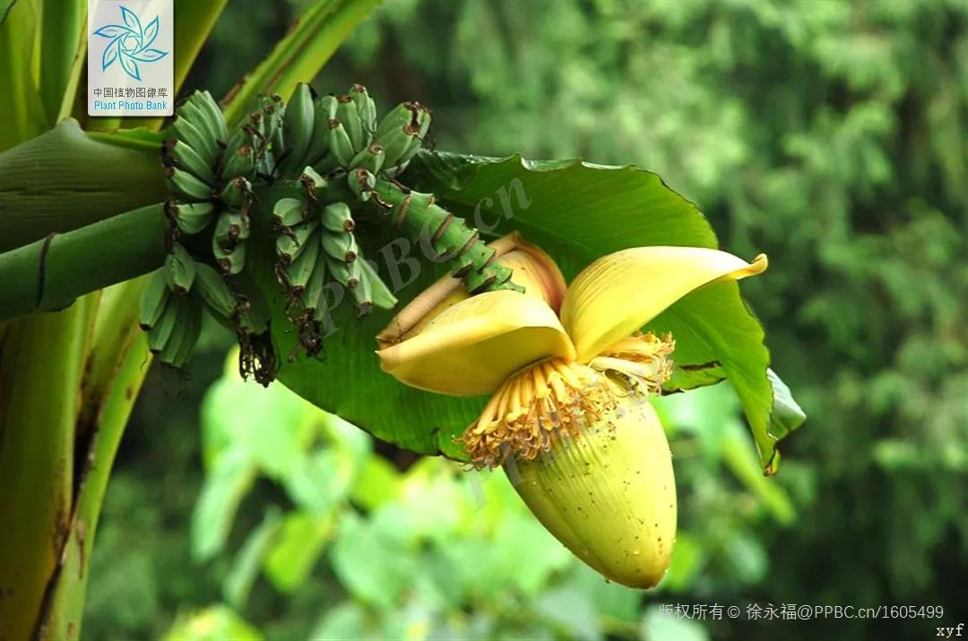 敦煌壁画里的植物有哪些,林草科普选题