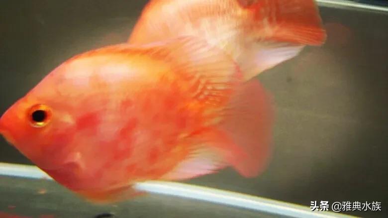 红鹦鹉鱼养太密了会死吗,红鹦鹉鱼为何爆眼