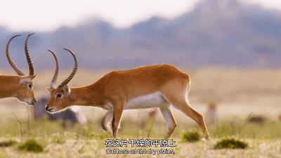 原来它们也有“性丑闻”，这片看完让我大开眼界