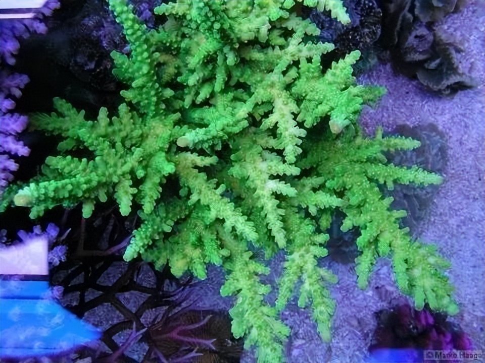 海水珊瑚缸鹦鹉螺,海水缸珊瑚视频大全