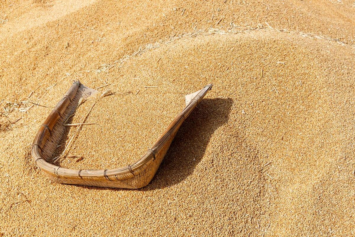 23年的小麦还能有小反弹吗,小麦年底有反弹的吗