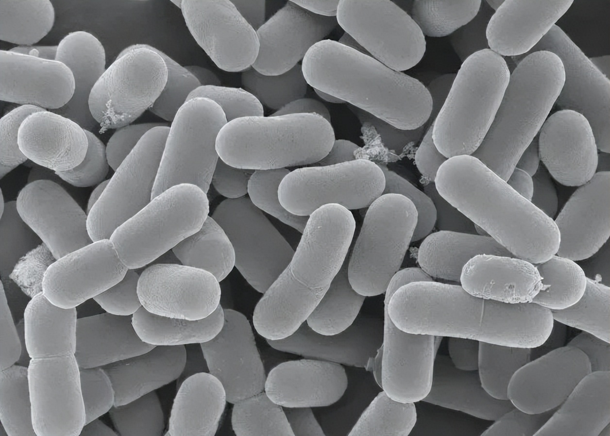 粮食中真菌的检测,粮食中真菌毒素检测的优缺点