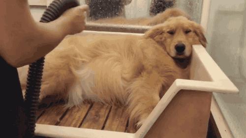 金毛纯的不纯的有什么区别,800块钱的金毛大家帮我看看纯不纯