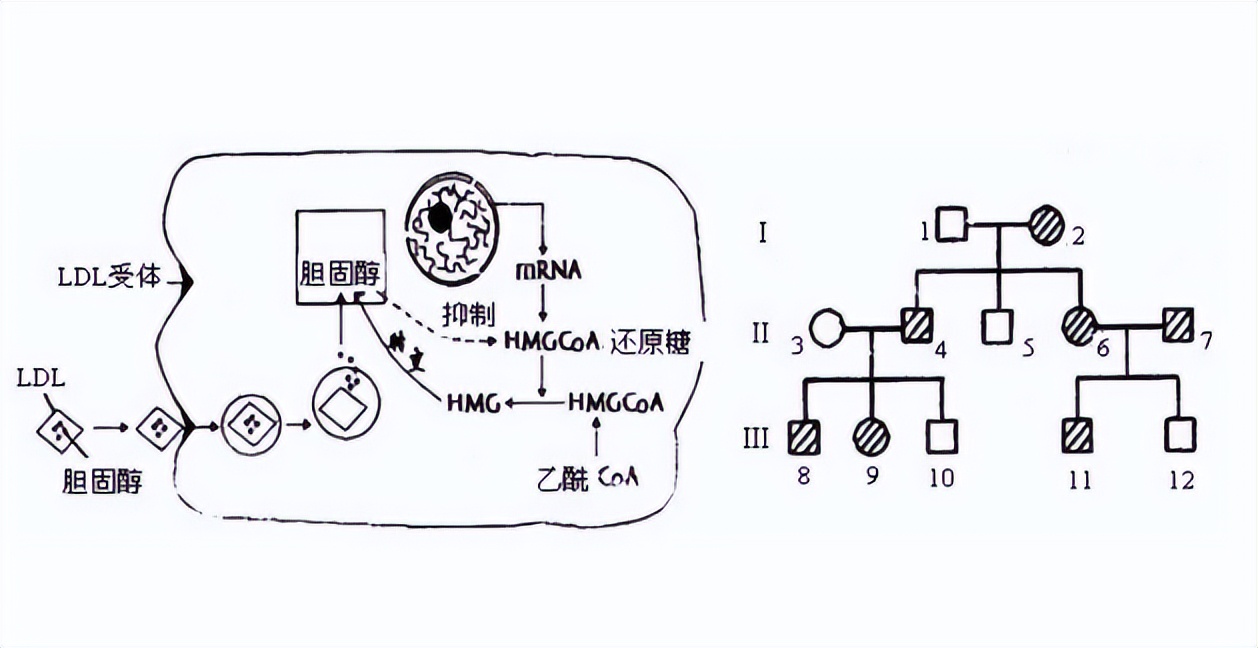其他植物的类固醇合成难道不需要薯蓣作为参考吗？