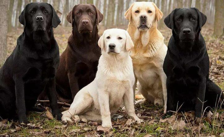 拉布拉多有哪些坏习惯,拉布拉多有没有什么明显的特征