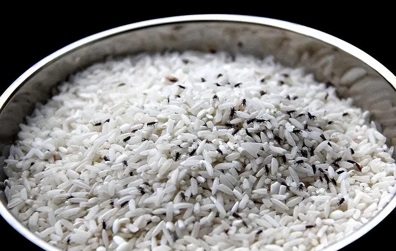 谷象的特征习性,农村谷堆的图片有吗