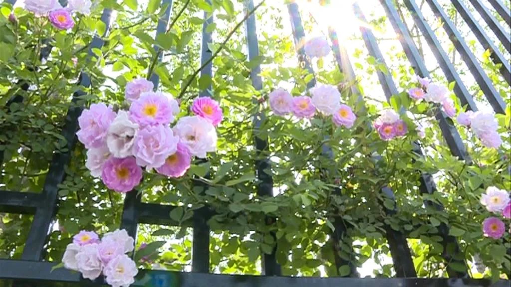 南京燕子矶中学特色,南京燕子矶中学在南京市排名