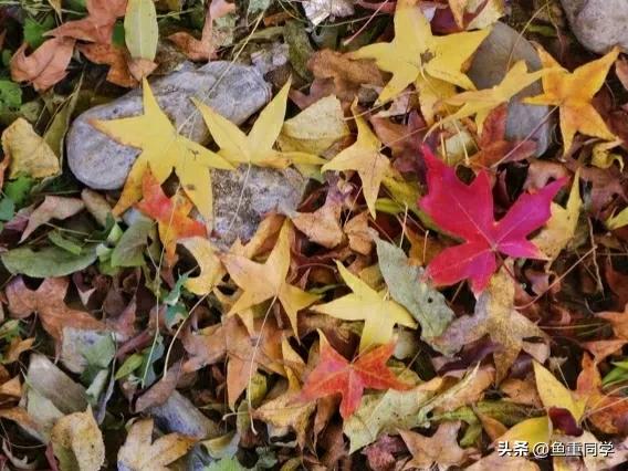 关于十月十五的谚语,农历十月谚语你知道多少呢