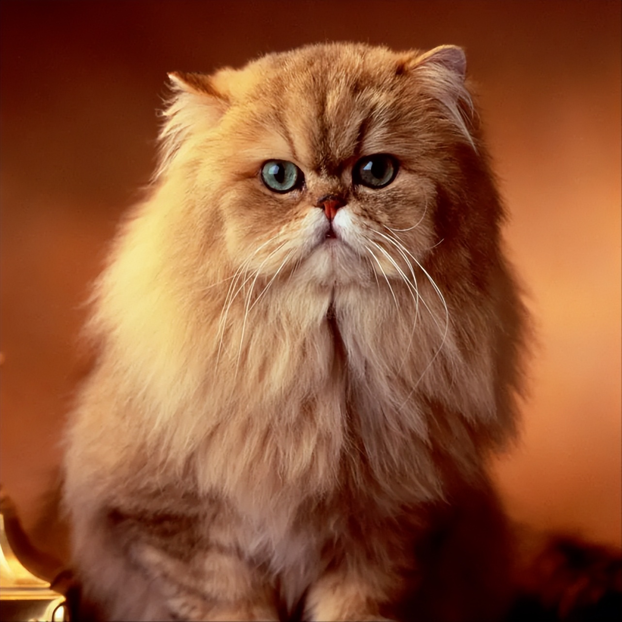 波斯猫怎么养才好养,波斯猫的优缺点是什么