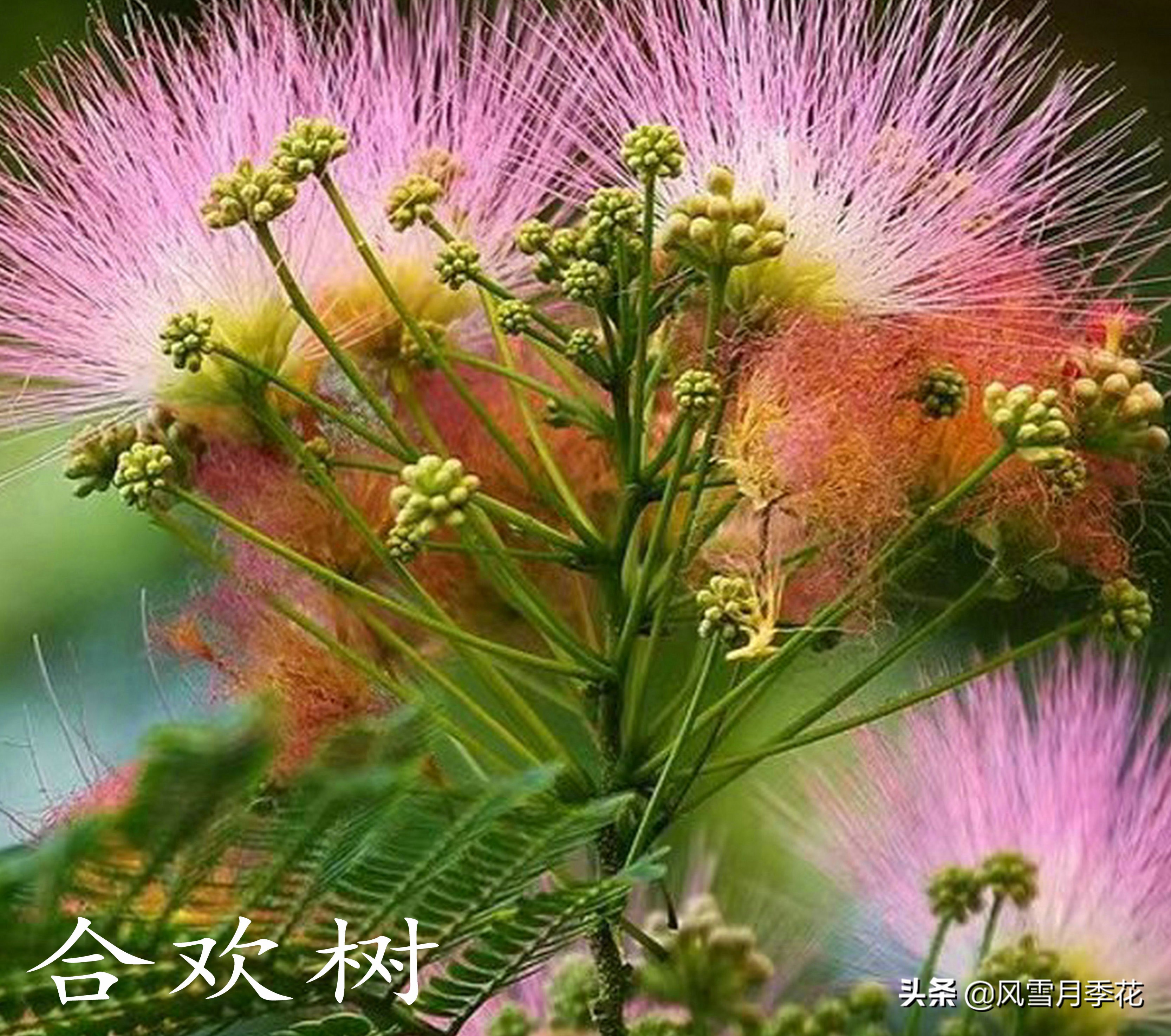 金蝉的品种的叫声,金蝉怎么鸣叫