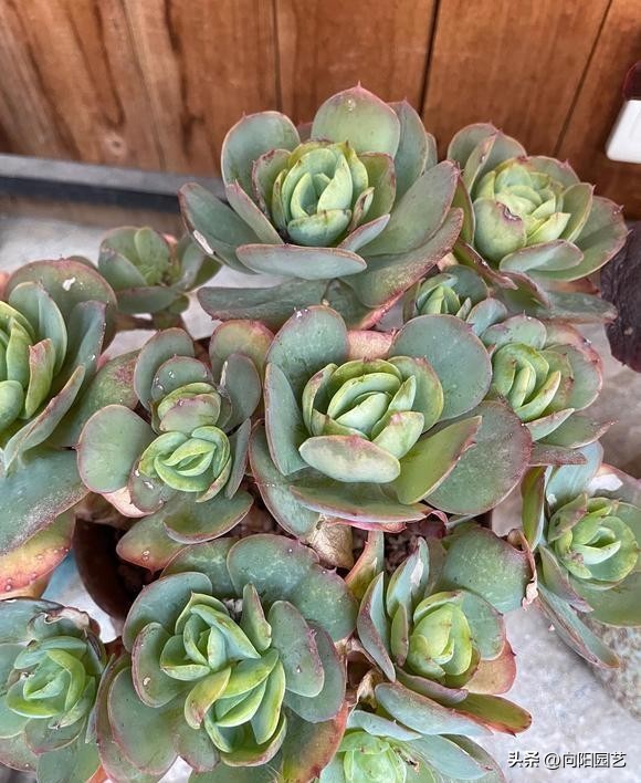 多肉冬天冻了,多肉冻成透明状能活吗