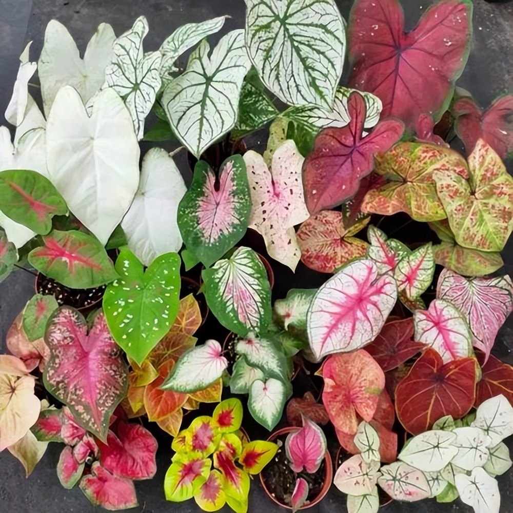 十种最吉利的吉祥花图片,什么花好看好养寓意好