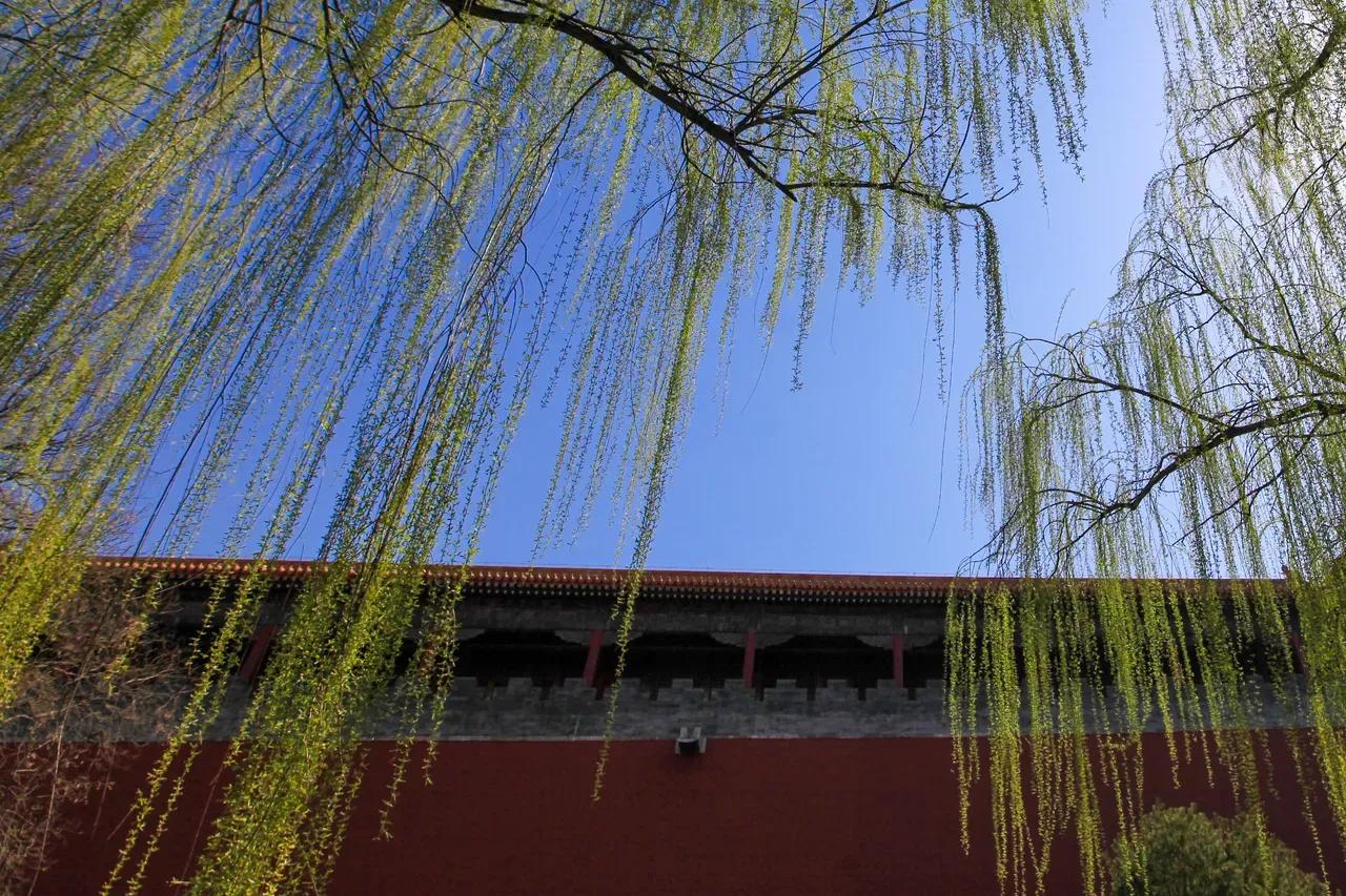 古人笔下那些绝美的柳诗词,古诗唐代诗人咏柳