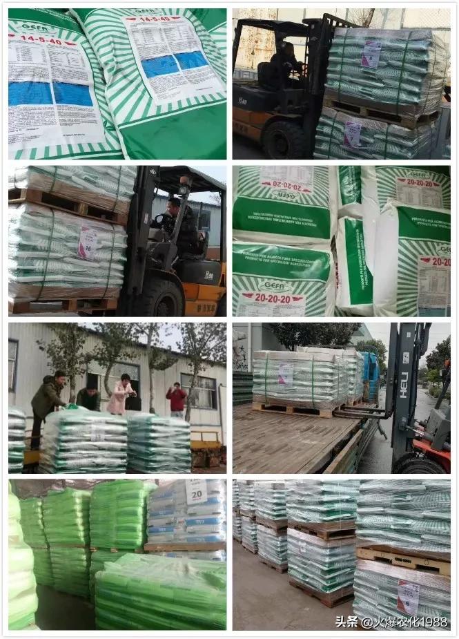 意大利、荷兰、比利时原装进口，交500顶2000；支持货到付款