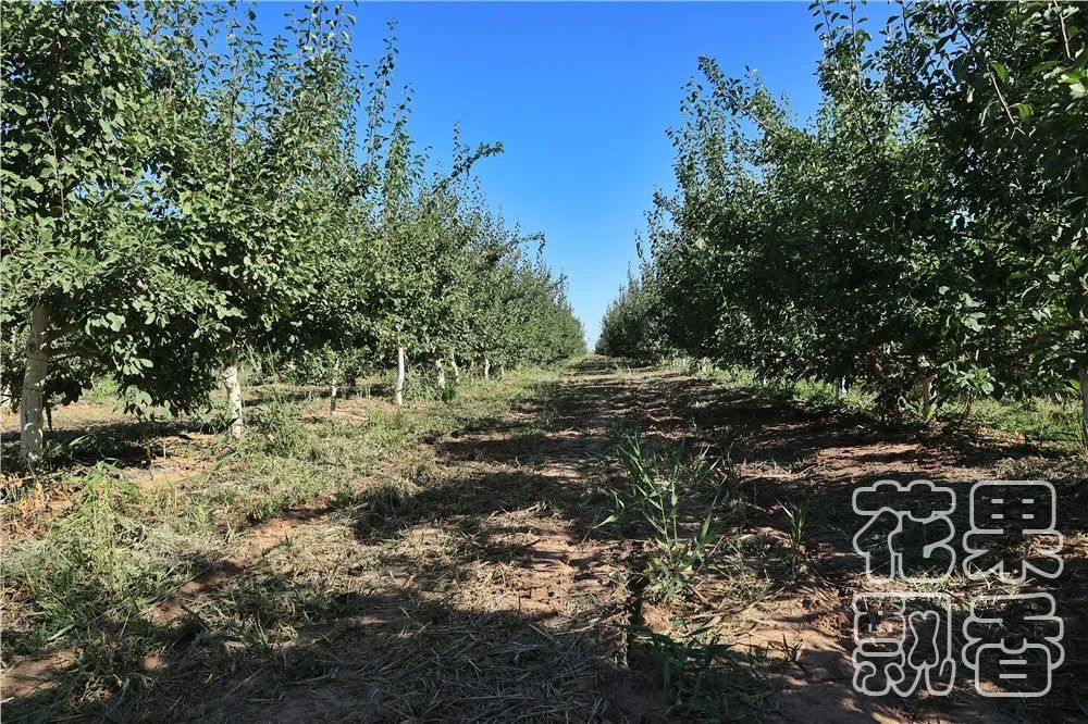 高潮过后，*疆新**西梅路向何方？