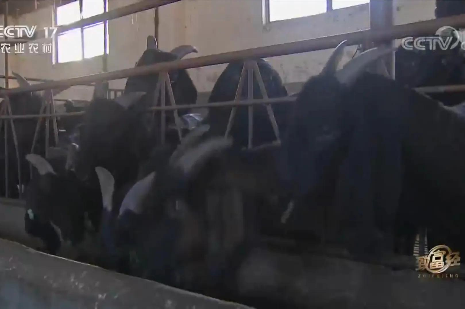 云南男子承包3000亩荒山，如今靠荒山实现梦想，年销售额700多万