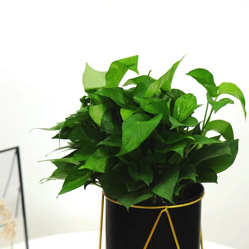 发财树绿萝吊兰怎么养怎么换盆,发财树绿萝金钱树这类花怎样养护