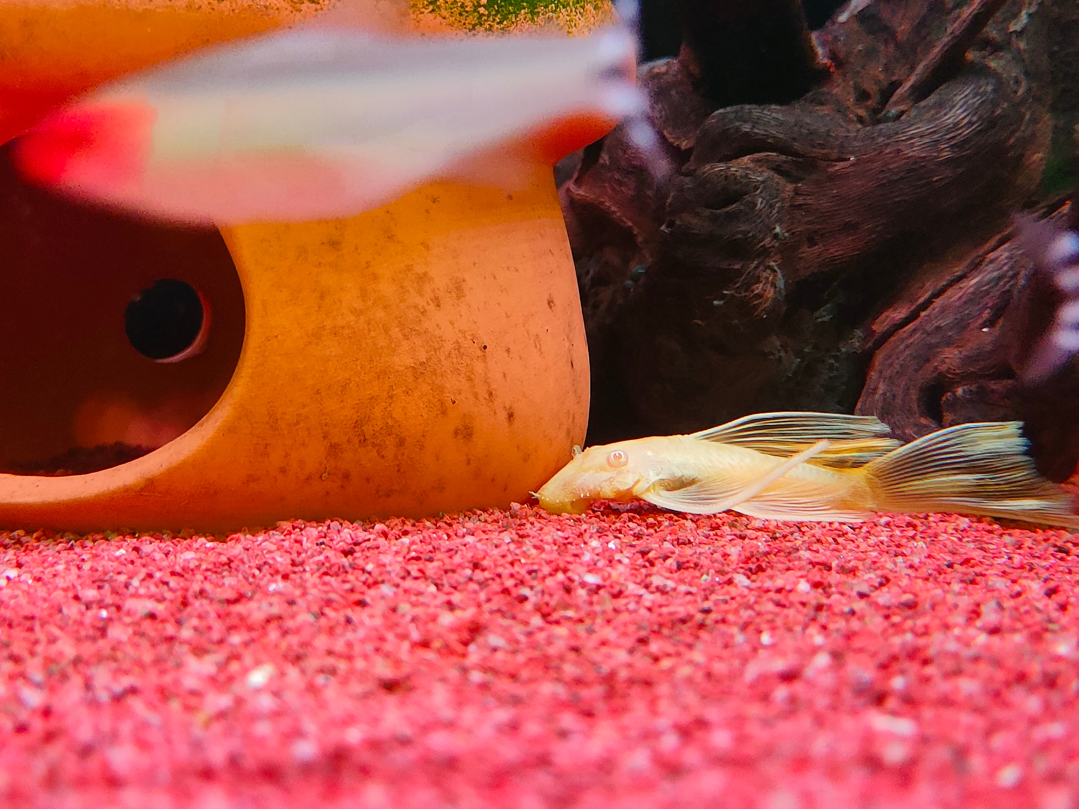 清洁鱼有什么用,冷清洁鱼有哪些