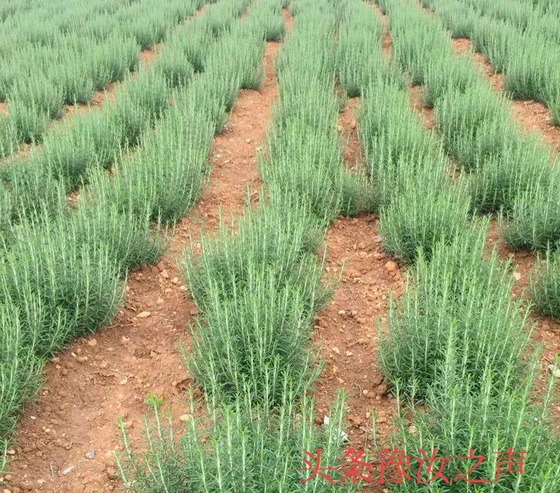 迷迭香商机,迷迭香种植成本及利润