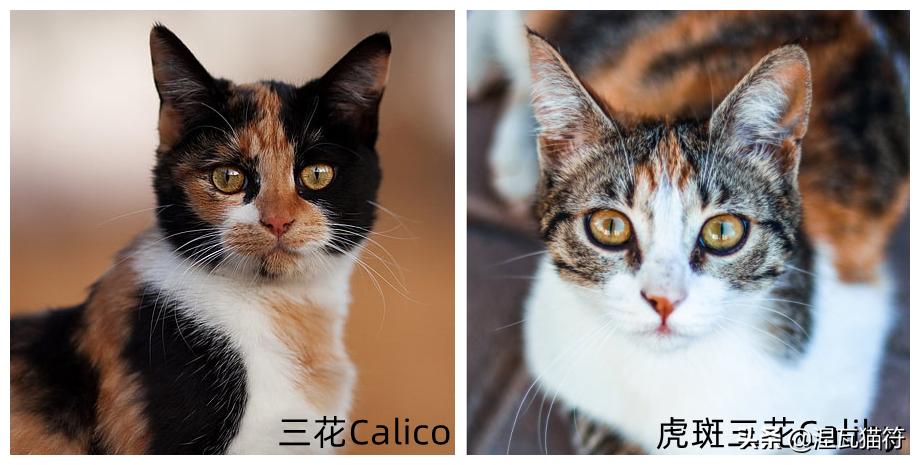 中国猫咪品种玳瑁猫,田园玳瑁猫的嘴