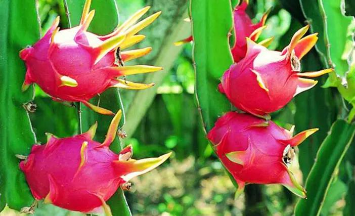 吃剩的水果种子可以种吗,这3种水果别舍不得吃