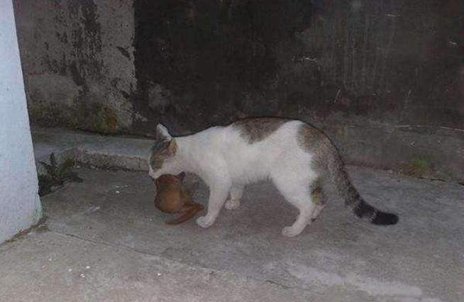 灭鼠英雄表现出黄鼠狼的特点,专家讲解黄鼠狼和猫哪个厉害