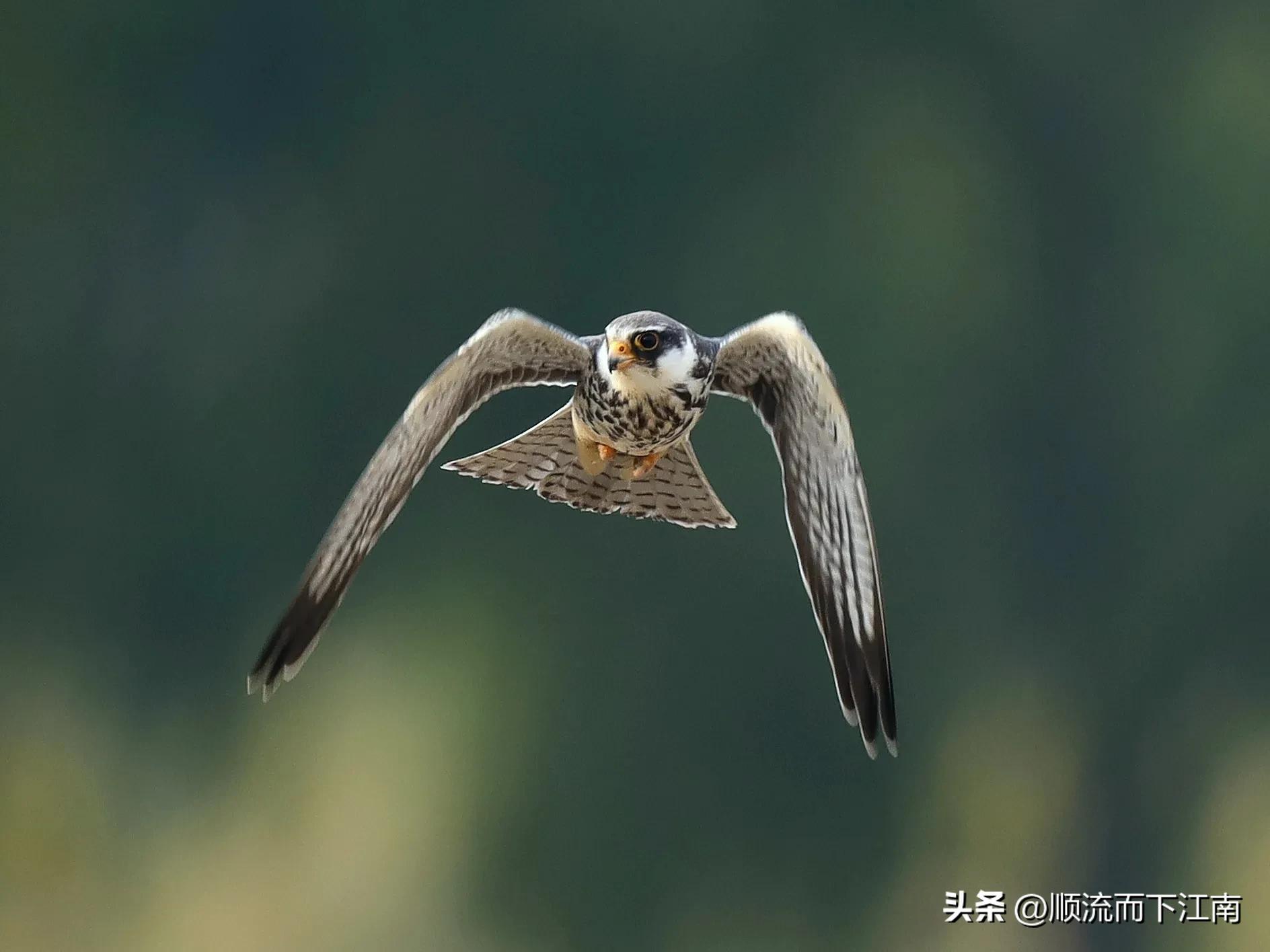 红脚隼叫声,红脚隼