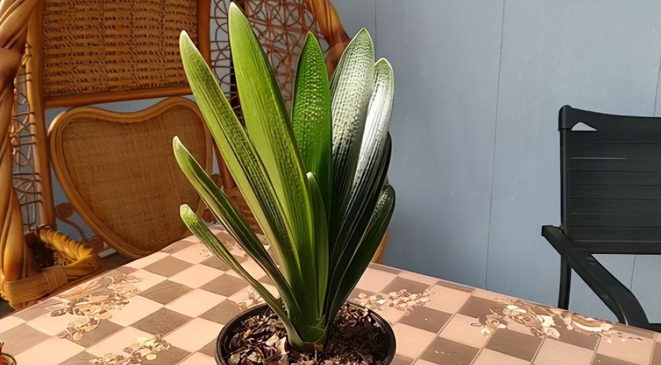 君子兰剃头后如何养,什么时候给君子兰剃头