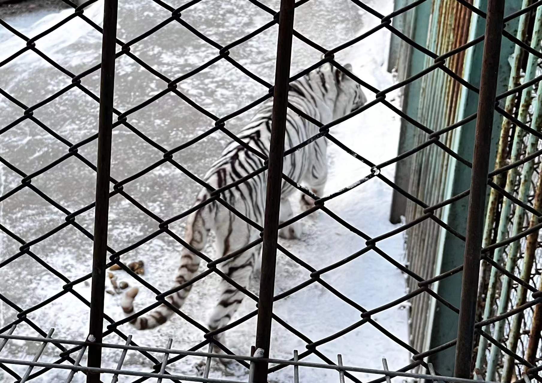 来哈尔滨没吃过花钱的烧烤,来哈尔滨带什么特产回去