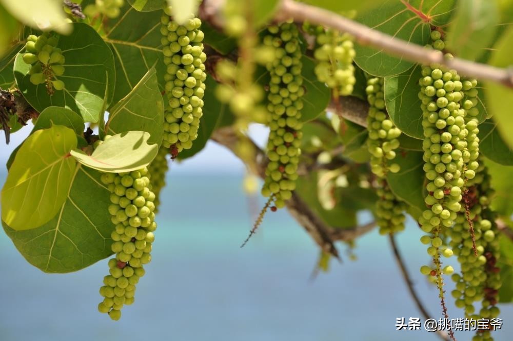 巴巴多斯中国人,巴巴多斯人在中国