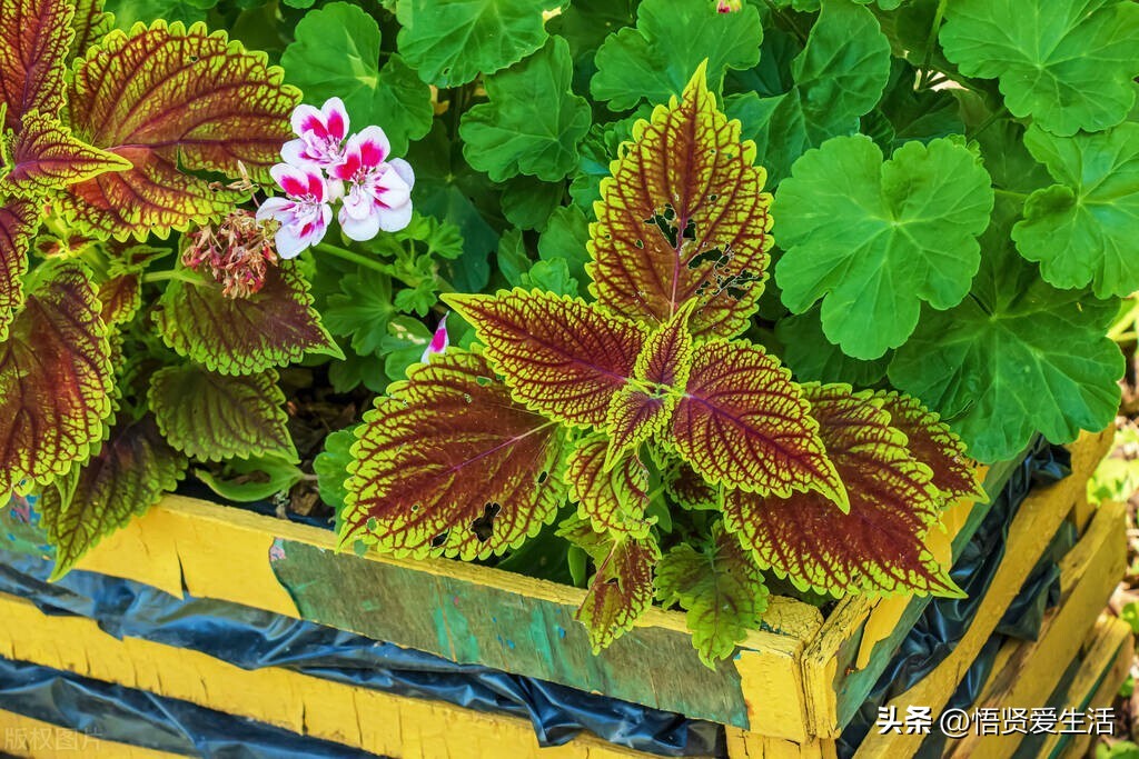 装修房子吸甲醛最好的是什么植物,新房入住有什么植物适合吸甲醛