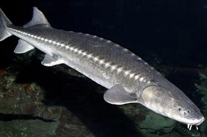 严禁从什么地方购买放流水生生物,哪些鱼类禁止放流