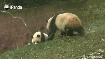 罗威纳犬有多强,宠物百科罗威纳