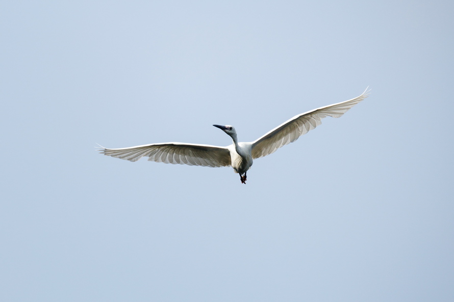 佳能eosr8打鸟,佳能eosr8拍视频变焦