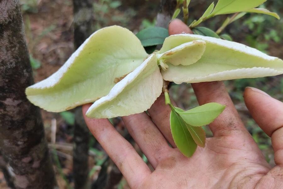 茭白因真菌感染而诞生的蔬菜,茭白病虫害