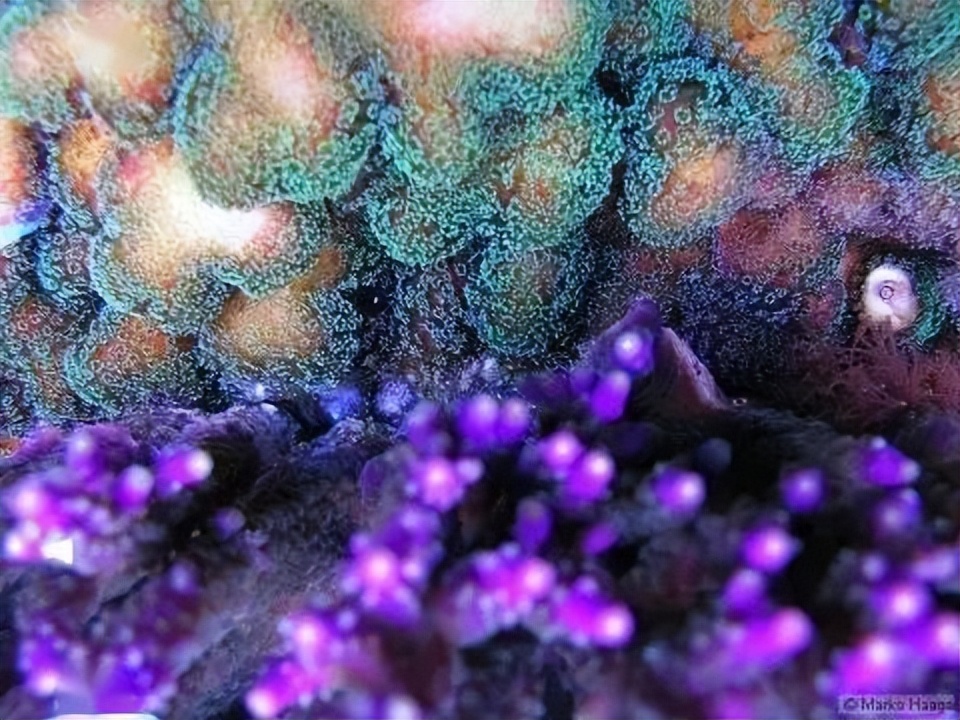 海水珊瑚缸鹦鹉螺,海水缸珊瑚视频大全