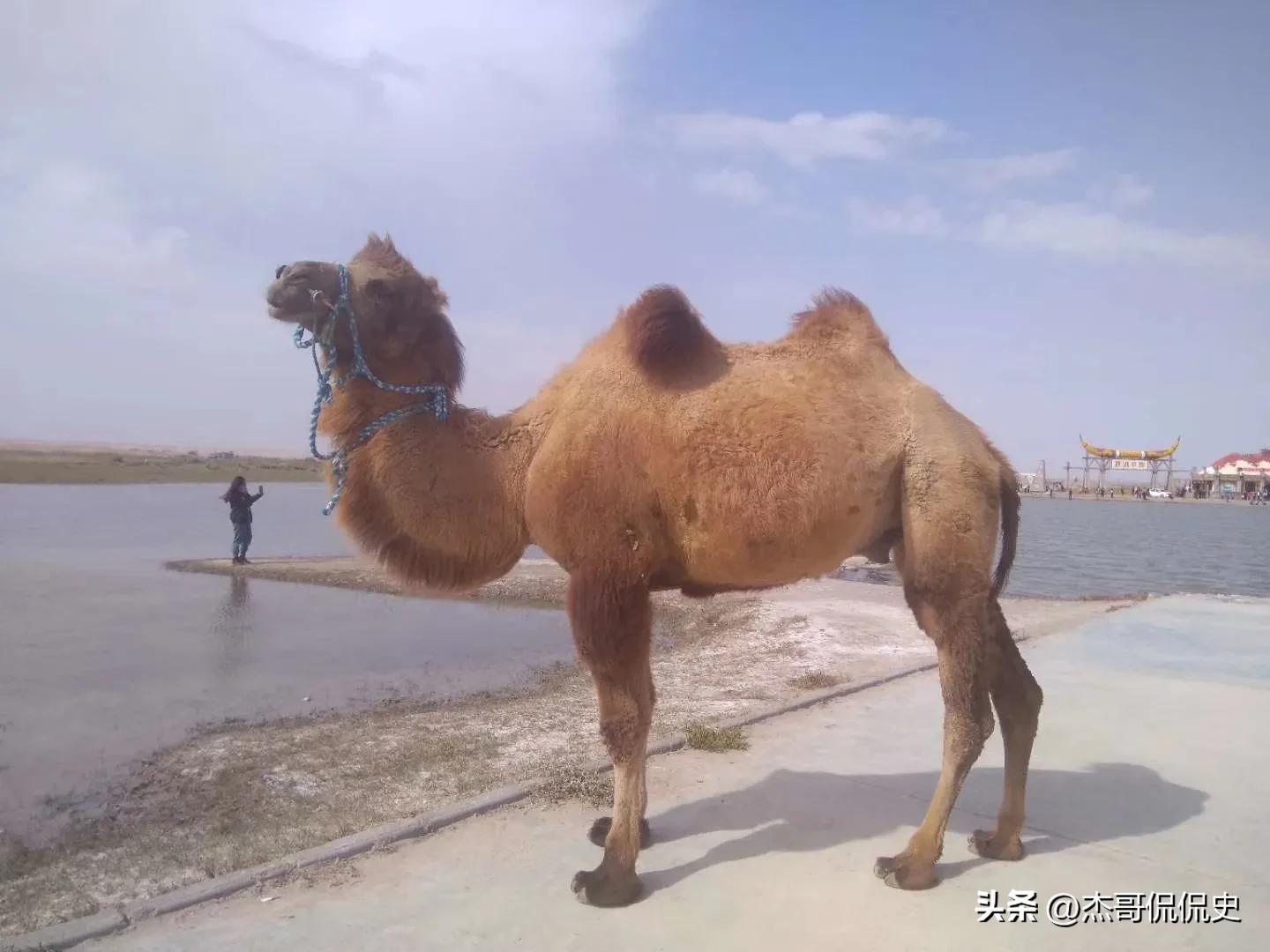 西安自驾沙坡头三天够吗,西安沙坡头三日自驾游攻略