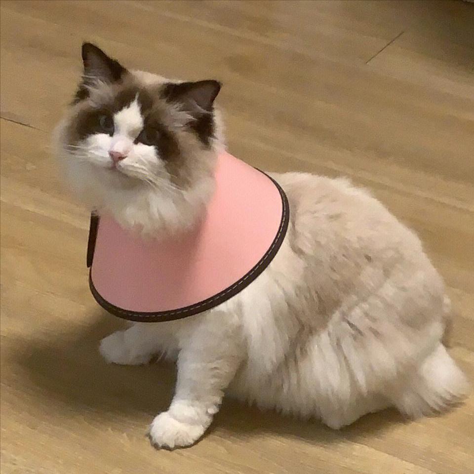 布偶猫口臭怎么办,布偶猫口臭推荐药膏有哪些