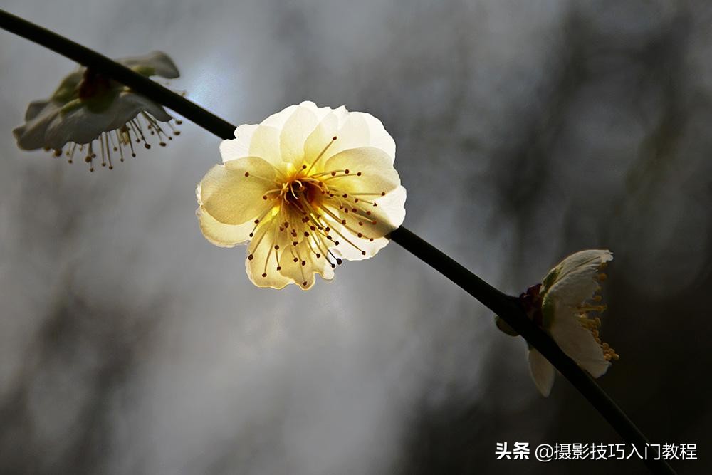 摄影花怎么拍,摄影技巧拍花常用的5种构图方法