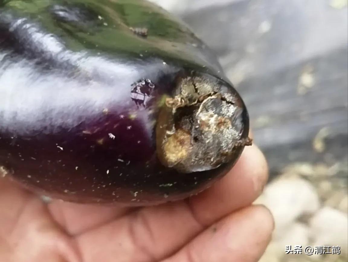 茄子买什么样的好,茄子到底能不能买